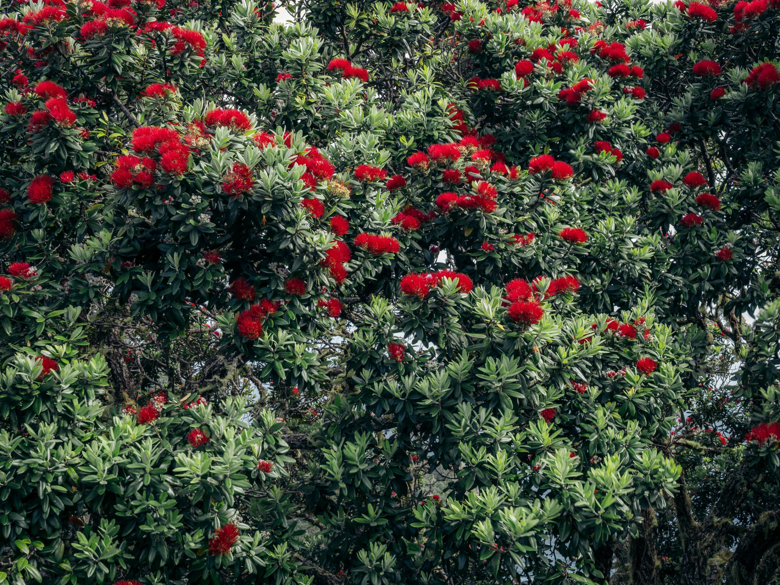 Whole pohutukawa tree filling the frame with no clear subject