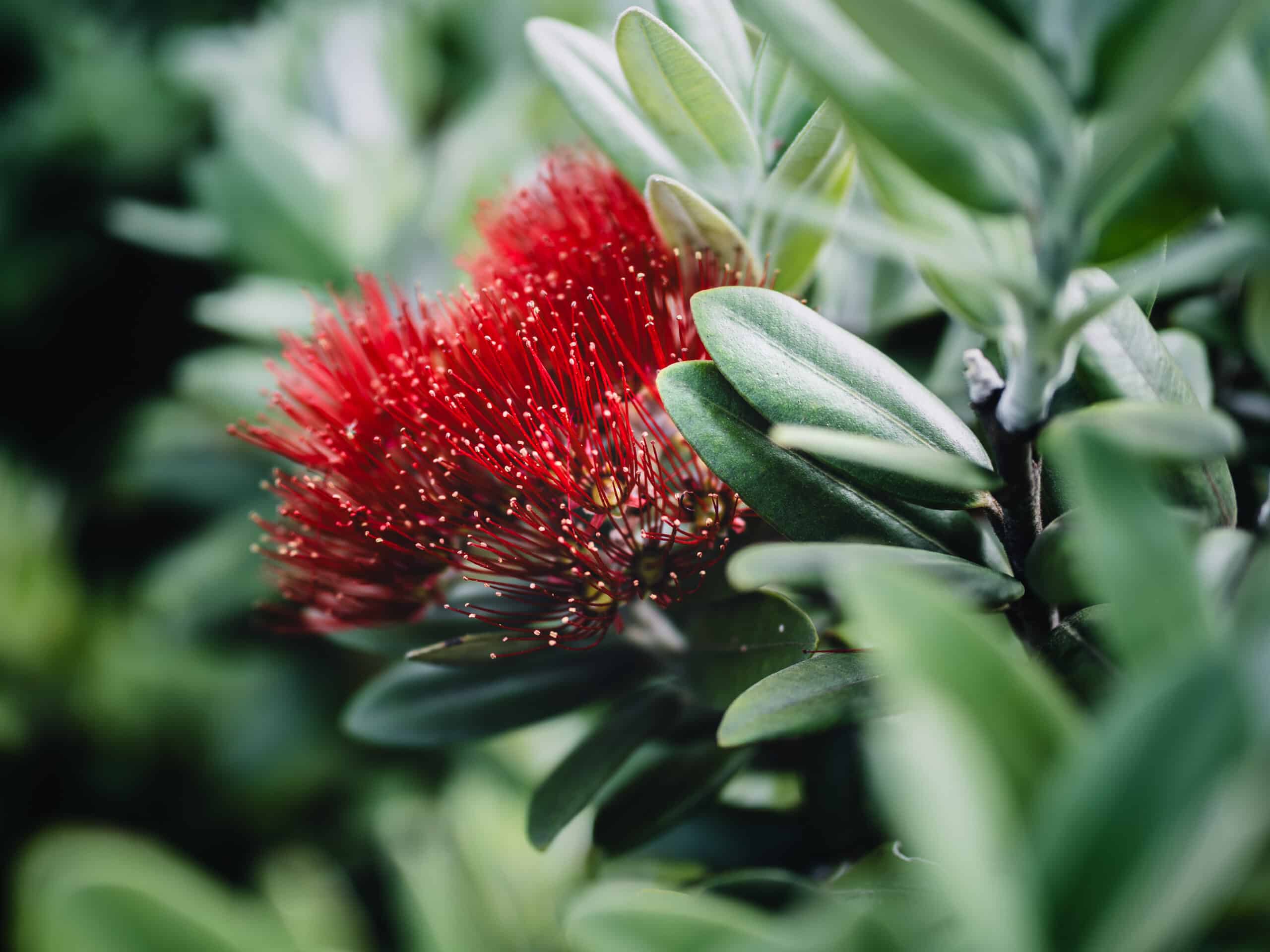 Single red pohutukawa bloom in focus against blurred leaves